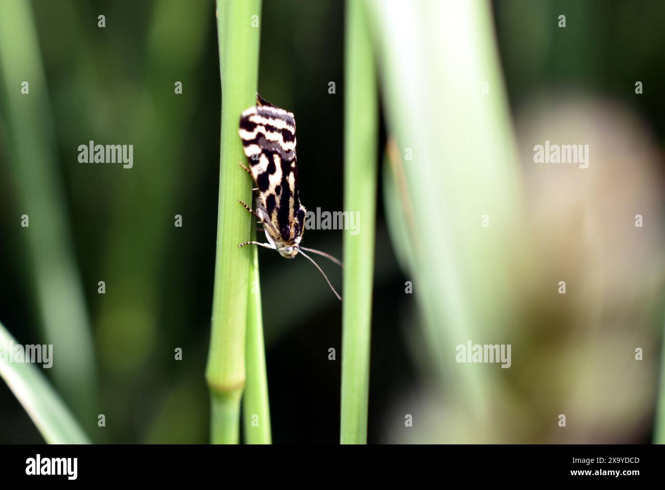 Nahaufnahme eines gefleckten Schwefels, Acontia trabealis, Motte, die auf einer Wiese ruht. Hochwertige Fotos Stockfoto