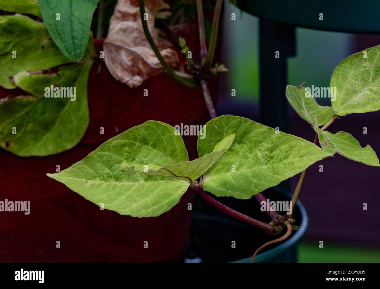 Nachträgliche Weinblätter am späten Nachmittag Stockfoto