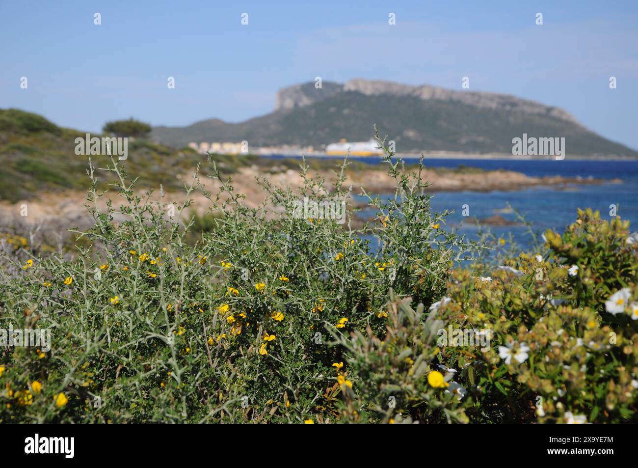 Die blühenden Blumen mit einem Berg und blauem Wasser im Hintergrund. Golfo Aranci, Sardinien, Italien Stockfoto