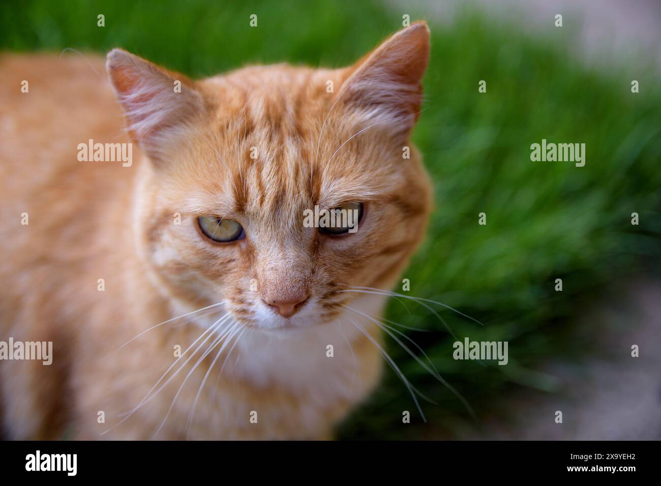 Eine Nahaufnahme einer ernsthaft aussehenden orangen Katze Stockfoto
