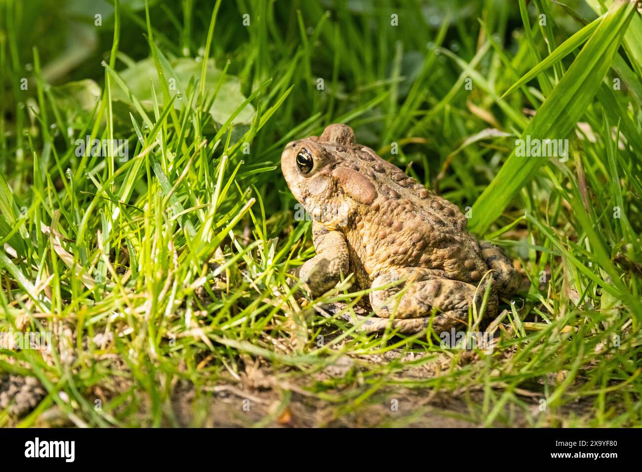 Eine amerikanische Kröte im Gras Stockfoto