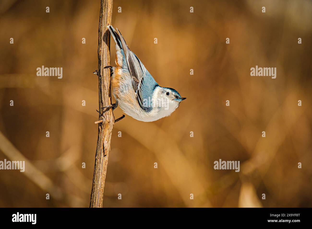 Ein roter Nuthatch, der kopfüber auf einem Baumzweig thront Stockfoto