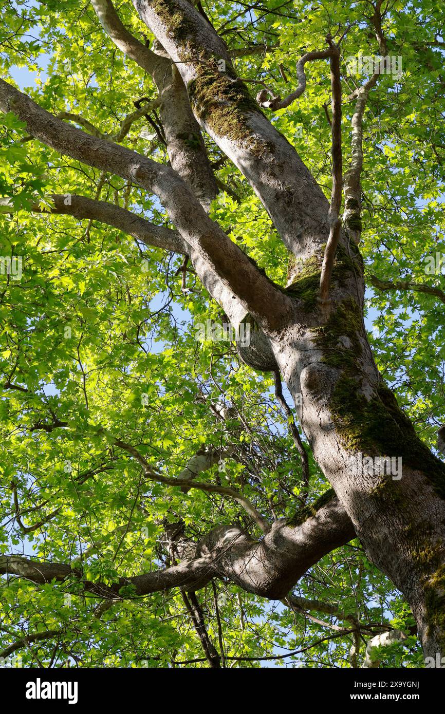 Platane, Orientalische Platane, Morgenländische Platane, Platanus orientalis, Chenar, Orientalische Ebene, Ebene, Orientalische Ebene, Ebene Baum, Alte Welt Stockfoto