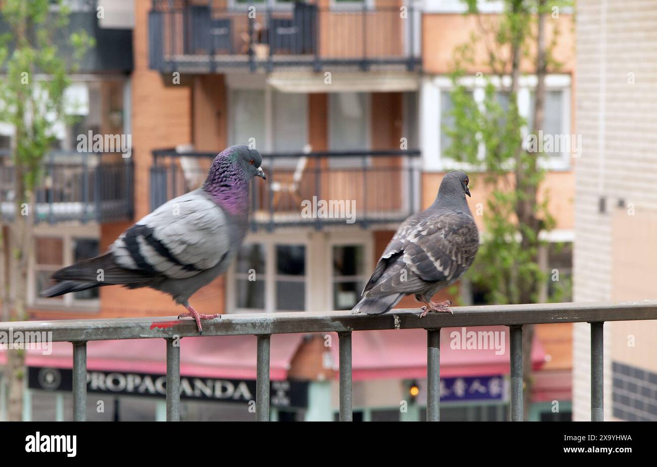 Gewöhnliche Stadttauben auf einem Balkongeländer bei Södermalm in Stockholm Schweden Stockfoto