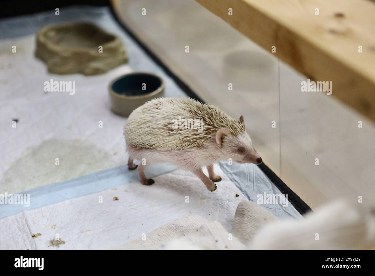 Igel im Gehege mit Tieren in der Nähe des Habitats Stockfoto