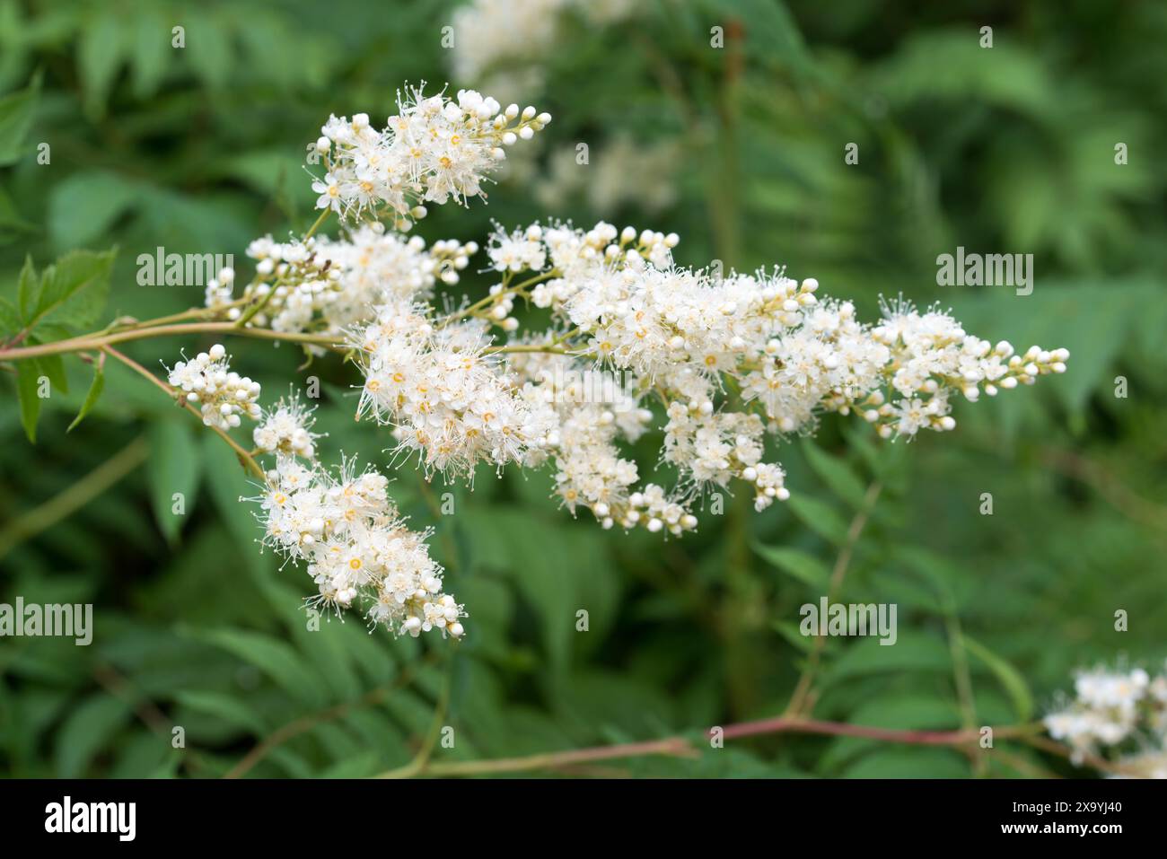 Falsche spiraea, Sorbaria sorbifolia Weiße Sommerblumen Nahaufnahme selektiver Fokus Stockfoto
