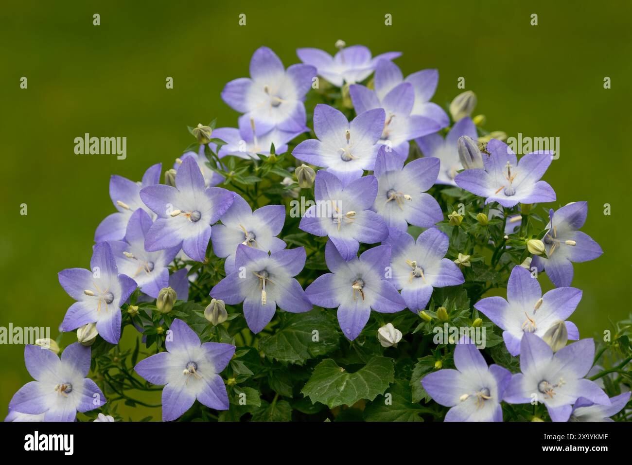 Campanula isophylla, italienische Glockenblumen mit Knospen, Nahaufnahme. Unscharfer, naturgrüner Hintergrund. Gartenpflanze. Trencin, Slowakei Stockfoto