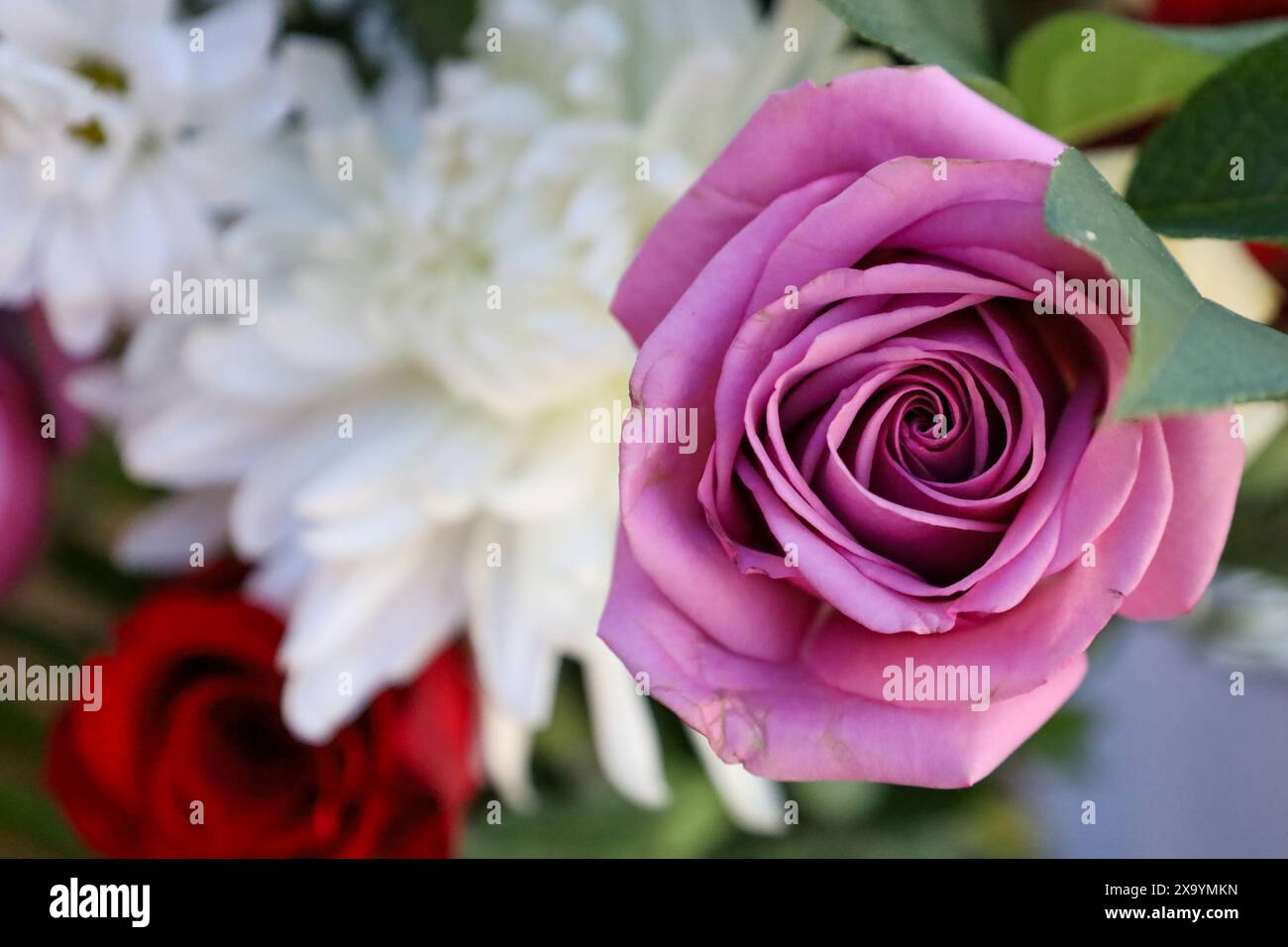 Eine Großaufnahme einer rosa Rose, umgeben von weißen und roten Rosen in einem Garten Stockfoto