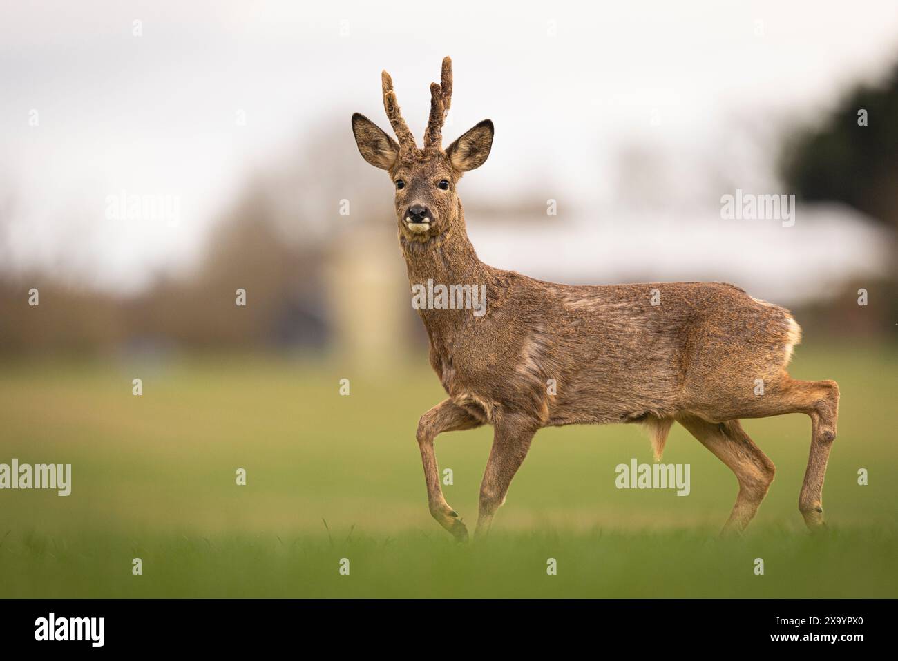 Ein junger Hirsch geht auf einem grasbewachsenen Feld zur Kamera Stockfoto