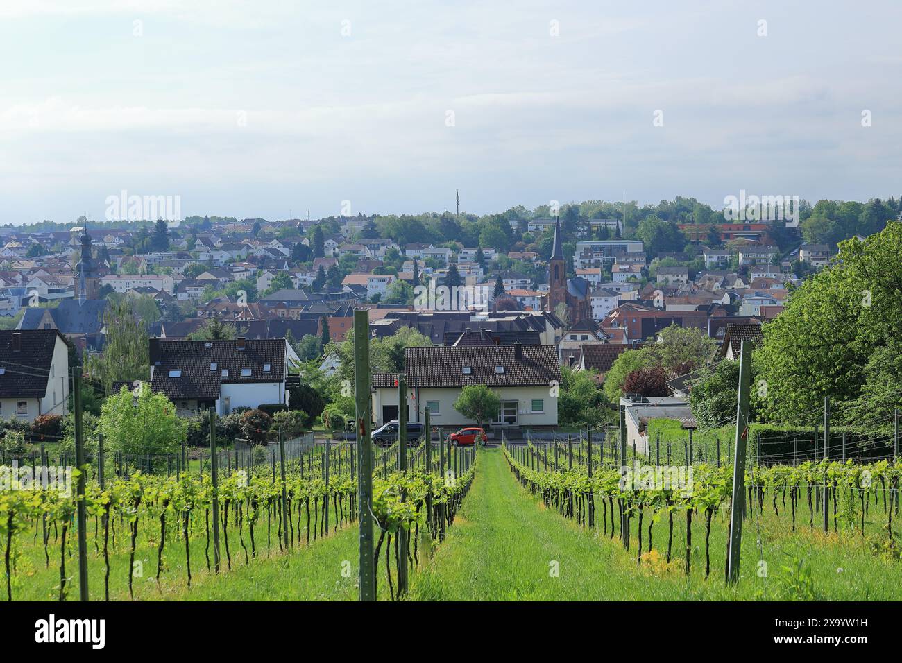 Blick über die Weinberge bis zur Stadt Bad Bergzabern Stockfoto