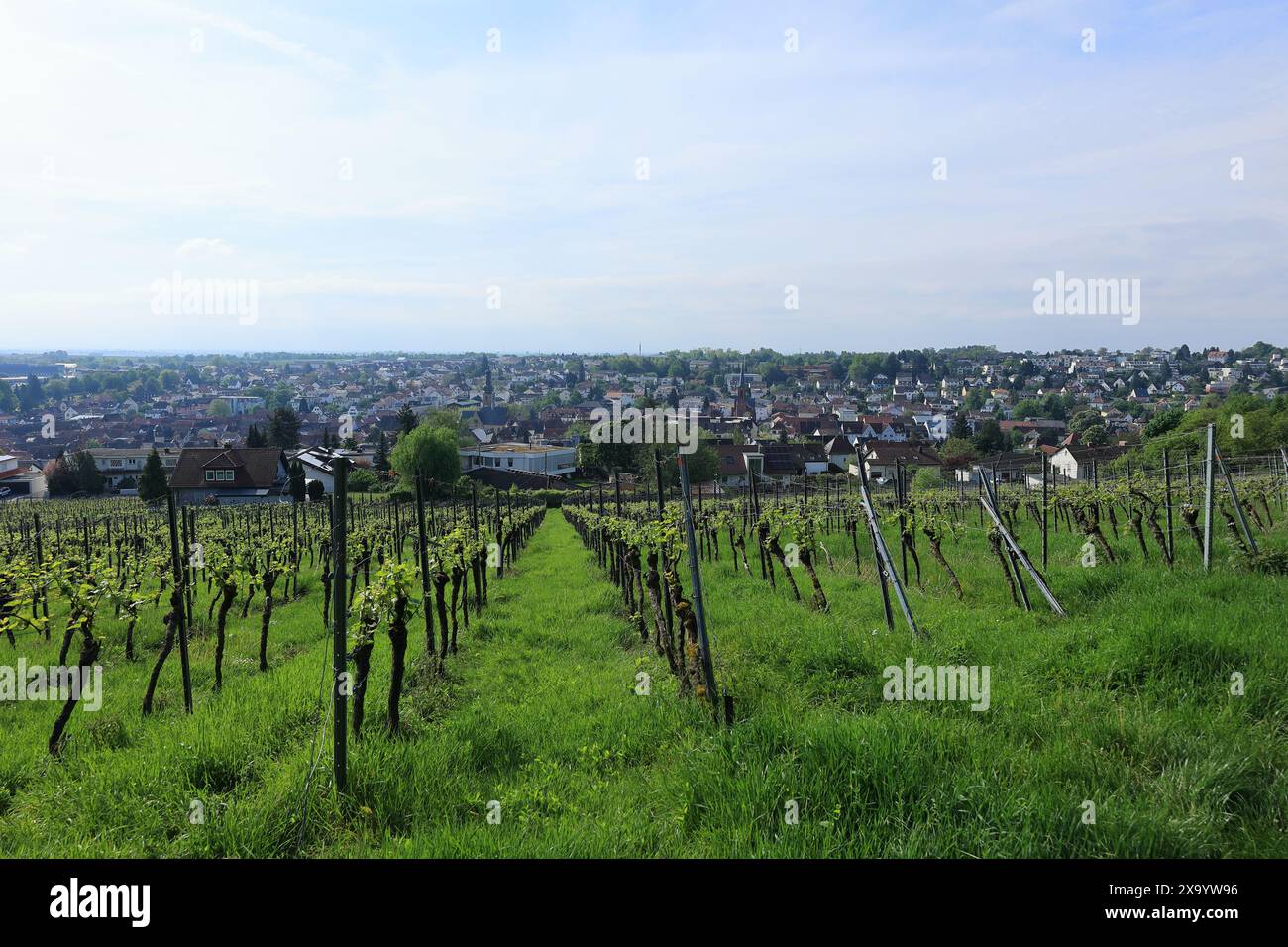 Blick über die Weinberge bis zur Stadt Bad Bergzabern Stockfoto