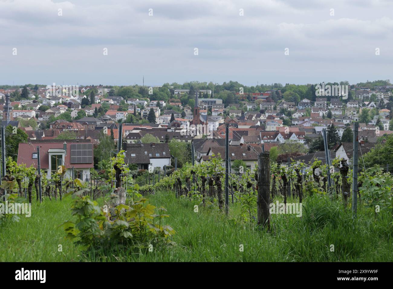 Blick über die Weinberge bis zur Stadt Bad Bergzabern Stockfoto