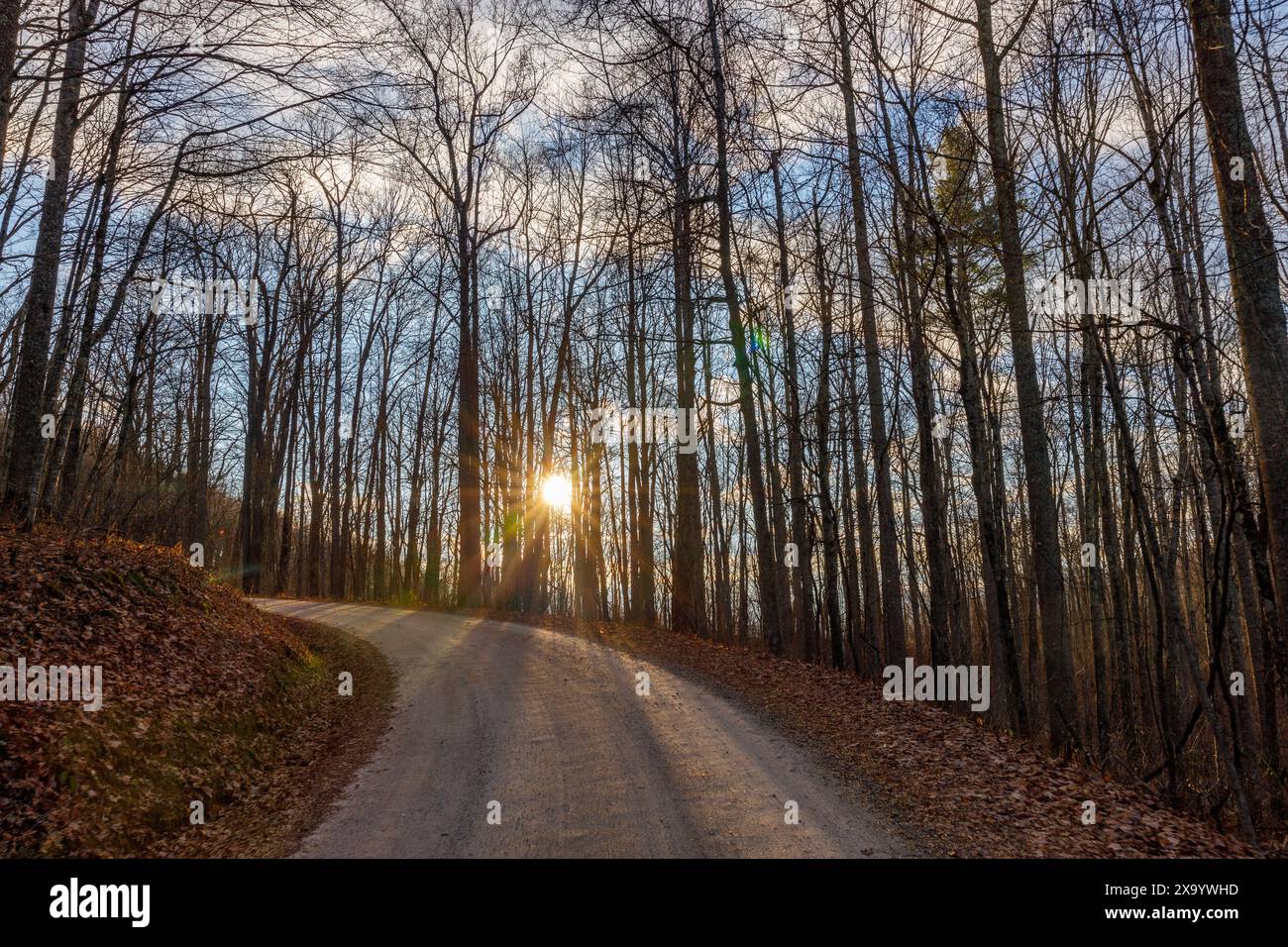 Eine ländliche Straße, die sich durch ein bewaldetes Gebiet schlängelt Stockfoto