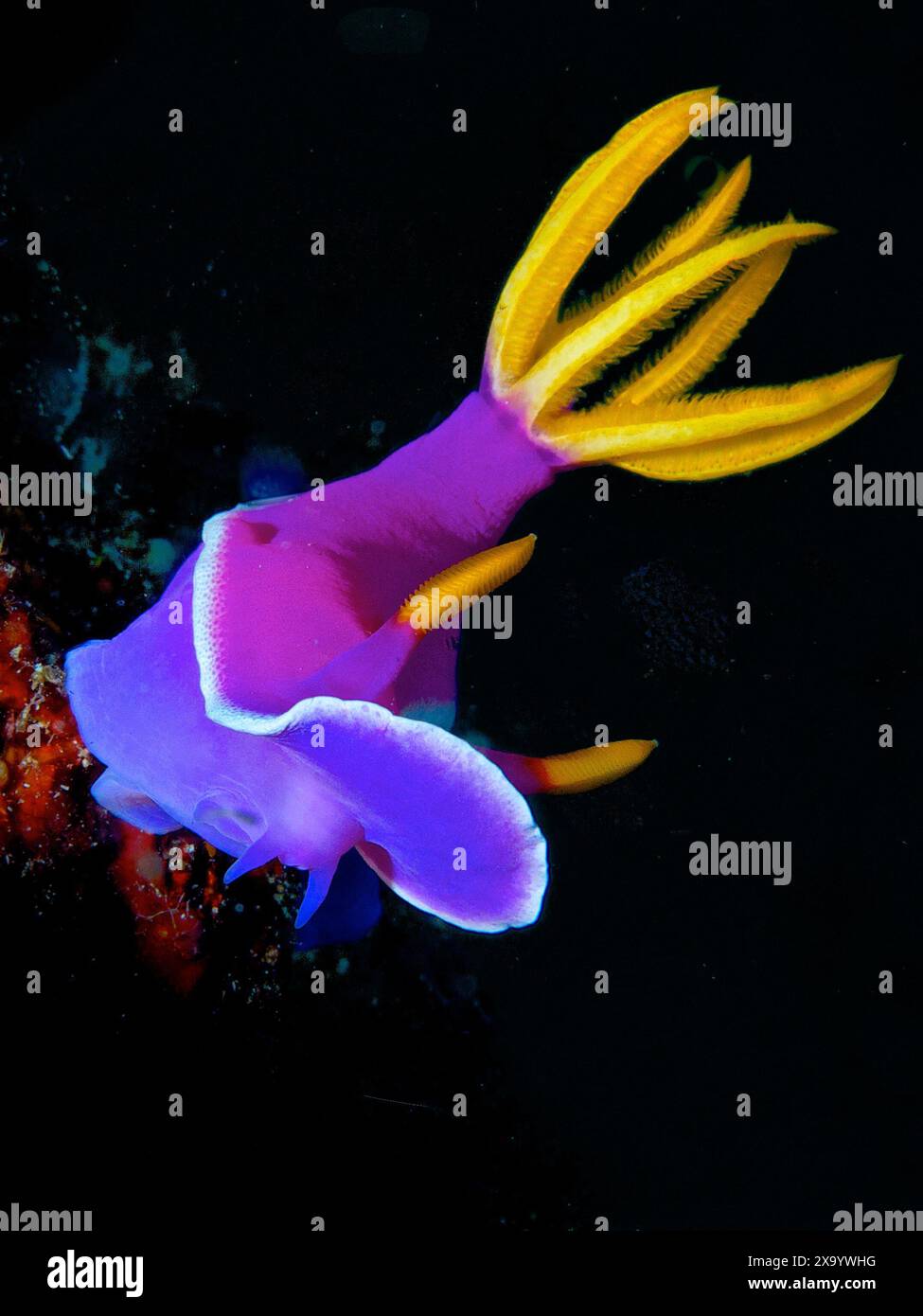 Eine Nacktschnecke schwimmt auf dem Wasser Stockfoto