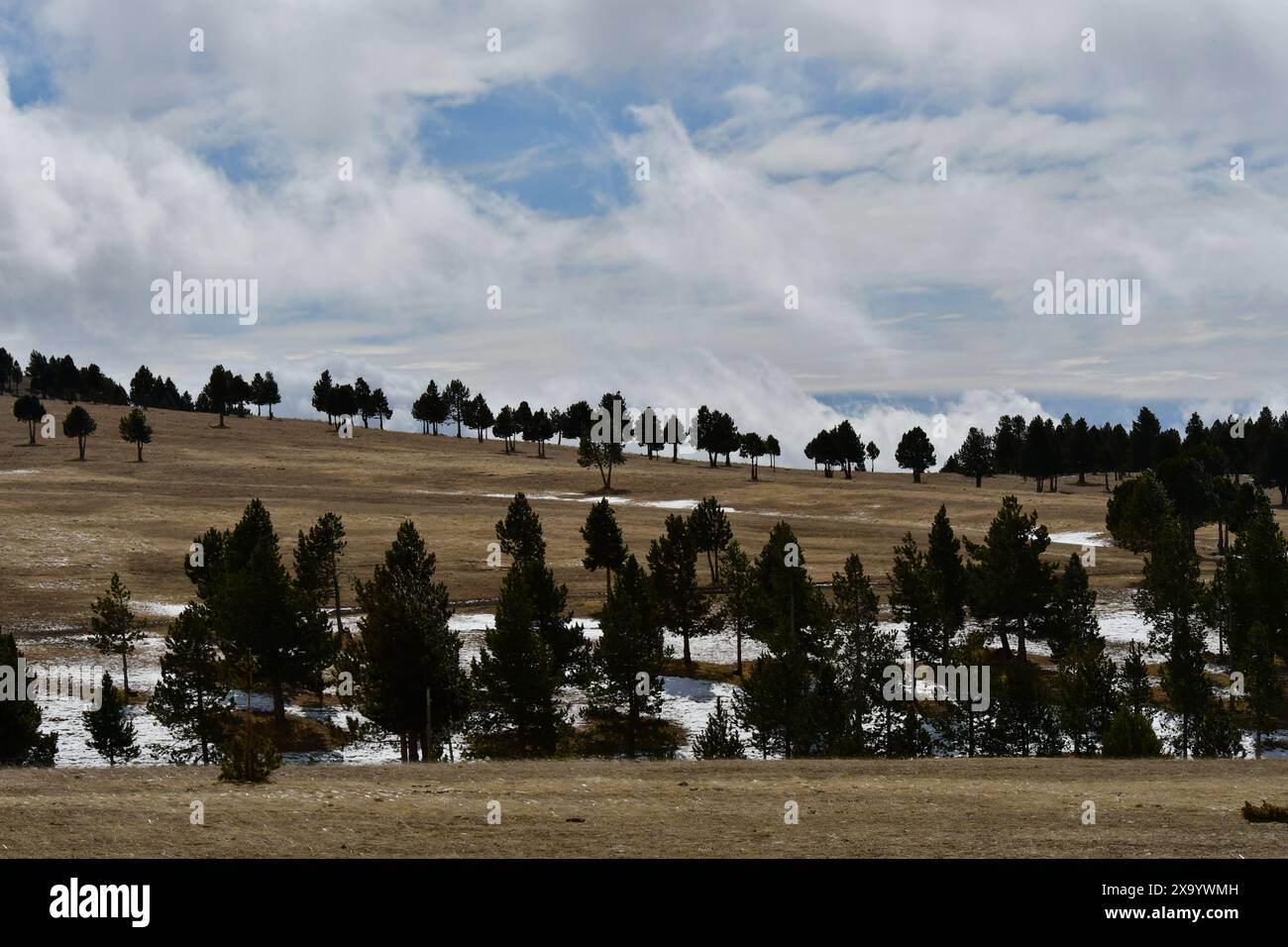 Eine schneebedeckte, grasbewachsene Ebene, umgeben von zahlreichen Bäumen Stockfoto