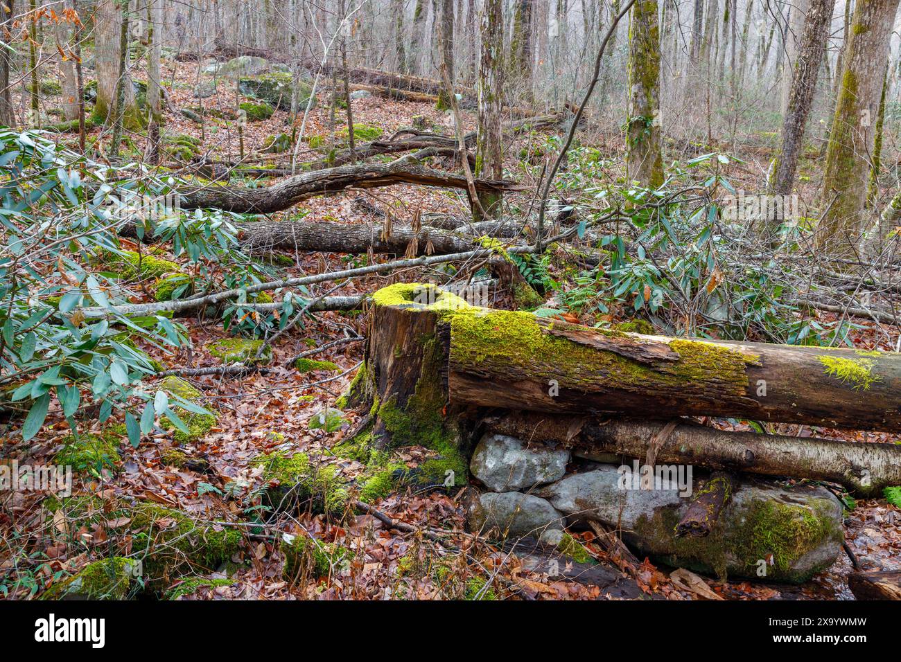 Die moosbedeckten umgestürzten Bäume und Blätter in einer Waldlandschaft Stockfoto