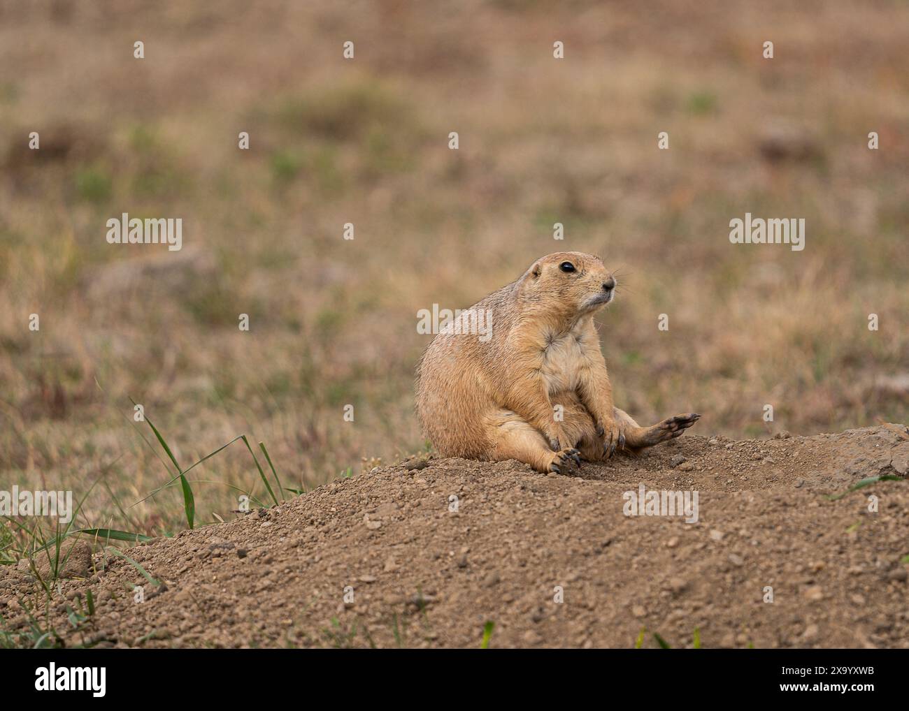 Ein Präriehund sitzt aufrecht auf dem staubigen Boden Stockfoto