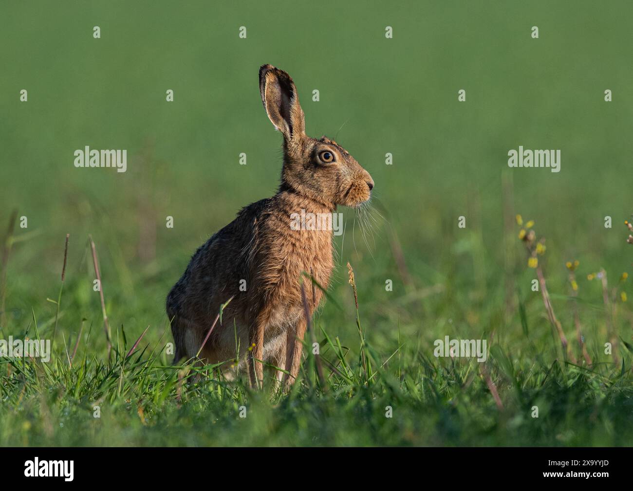 Ein großer, gesunder brauner Hase, der am Feldrand sitzt und Details seines orangen Auges, seiner großen Ohren und seines braunen melierten Fells zeigt - Suffolk, Großbritannien Stockfoto