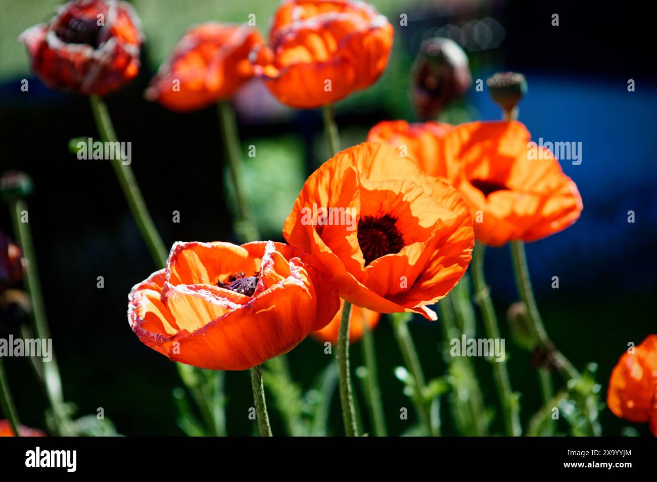Leuchtend orange Mohnblumen blühen neben einem Auto am Straßenrand Stockfoto