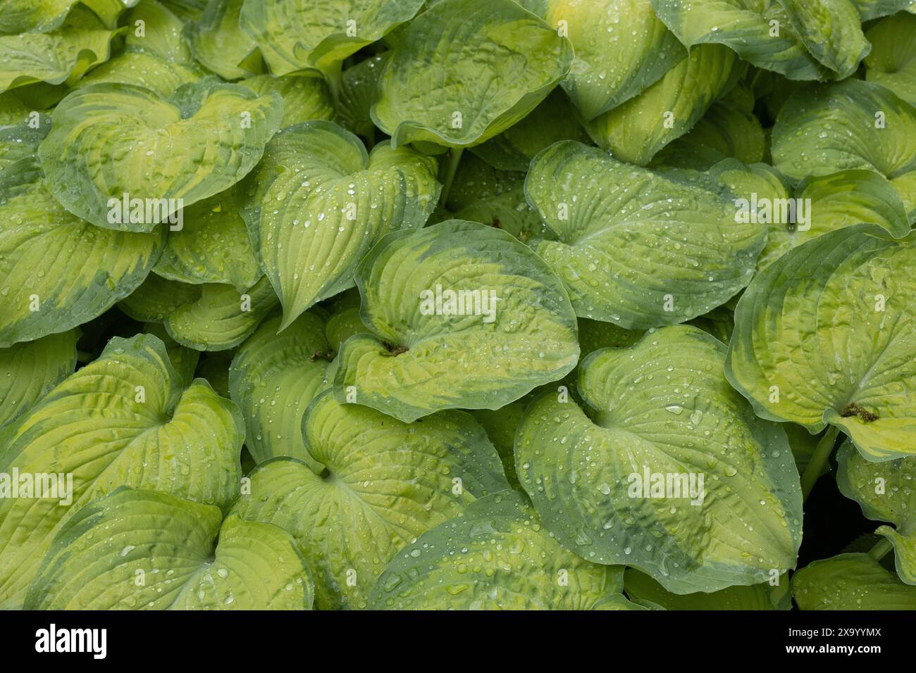 Hosta „Key West“. Stockfoto
