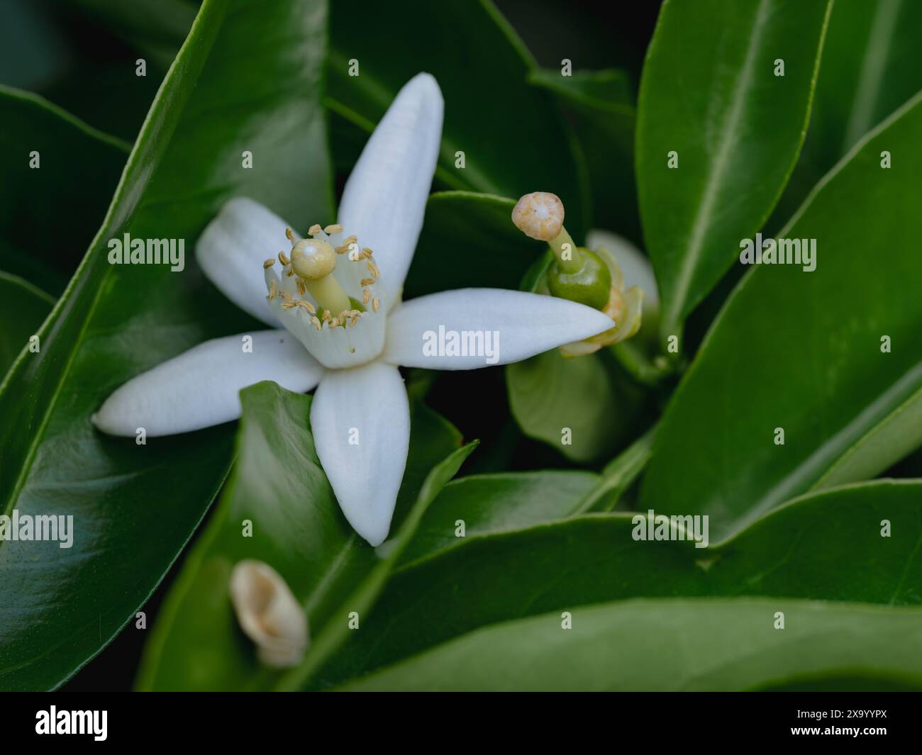 Eine Orangenblüte in der Natur Stockfoto