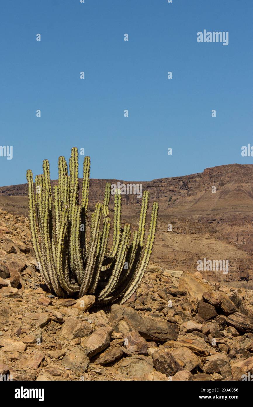 Eine einsame giftige Euphorbia, die zwischen den verstreuten Felsblöcken der AIS-AIS Richtersveld Mountains im Süden Namibias wächst Stockfoto