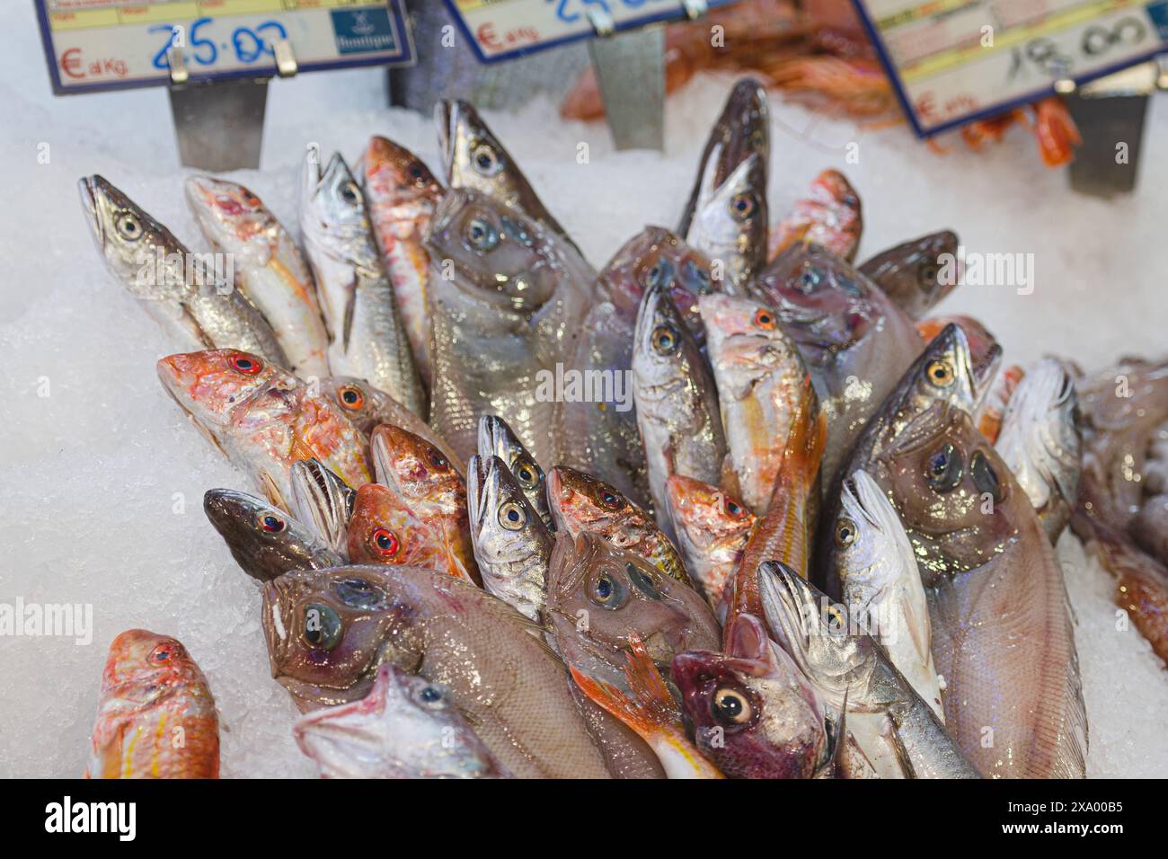Verschiedene frische Fische auf dem Eis auf dem Tisch zum Verkauf in einem Fischgeschäft oder Markt. Ziegenfisch oder Rotbarbe, Kabeljau und Seezunge Stockfoto