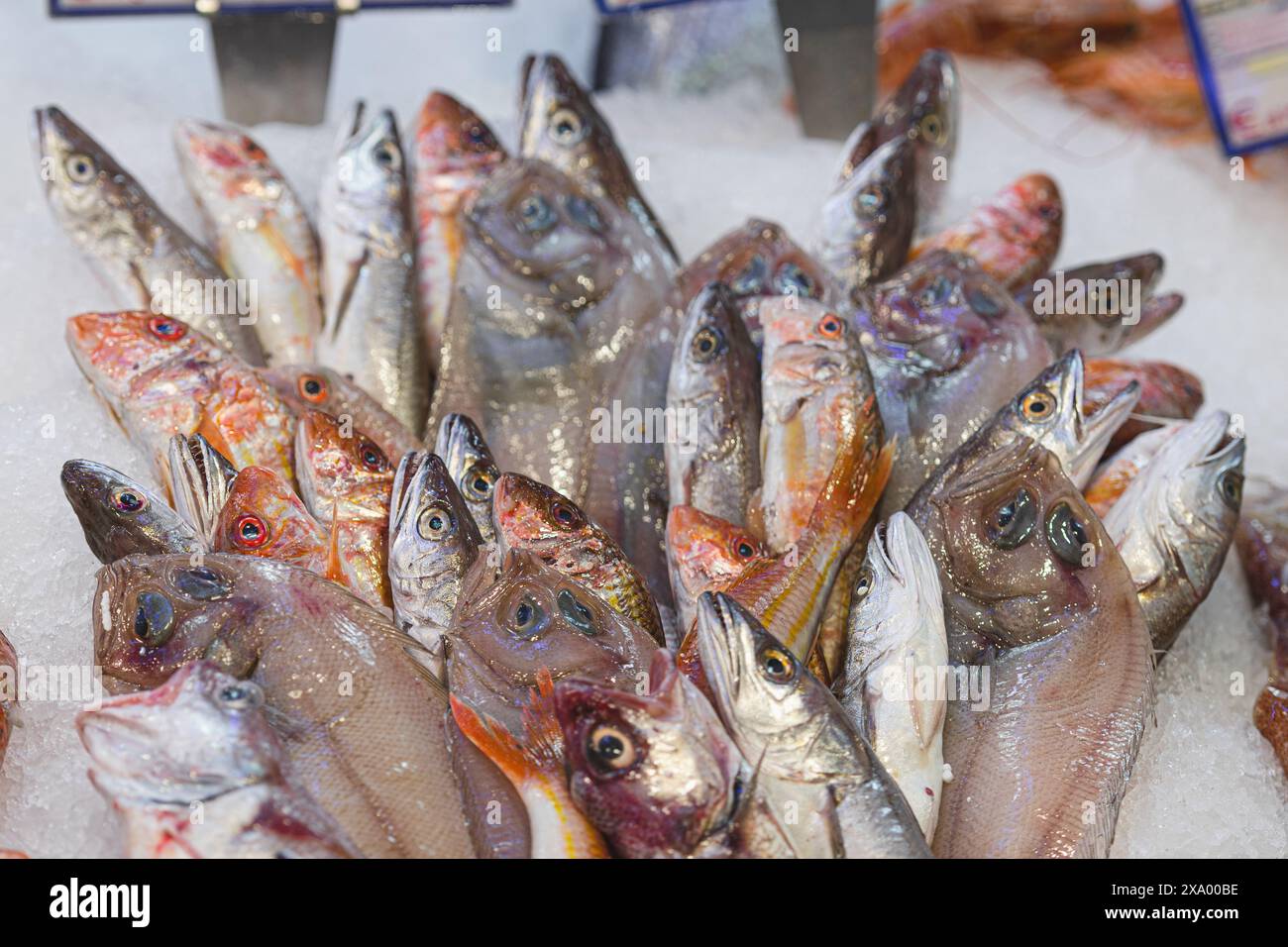 Verschiedene frische Fische auf dem Eis auf dem Tisch zum Verkauf in einem Fischgeschäft oder Markt. Ziegenfisch oder Rotbarbe, Kabeljau und Seezunge Stockfoto