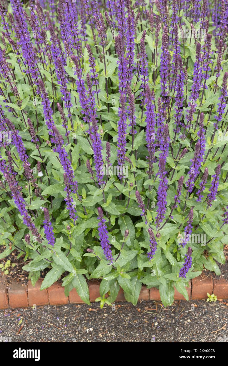 Salvia nemorosa „Caradonna“ Salbeiblumen. Stockfoto