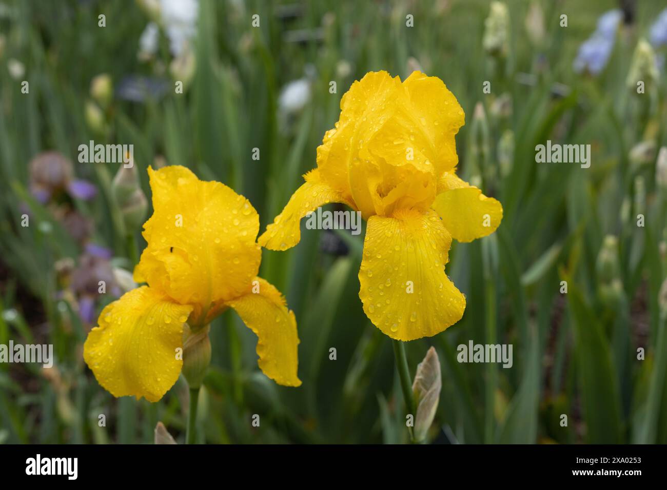 Iris „Foxfire“ blüht. Stockfoto