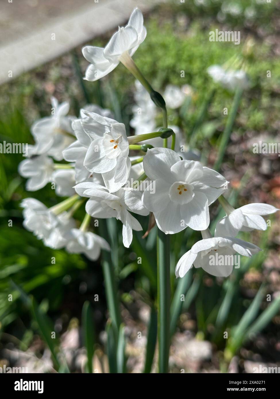 Die weiße Narcissus papyraceus blüht in einem Garten in voller Blüte Stockfoto