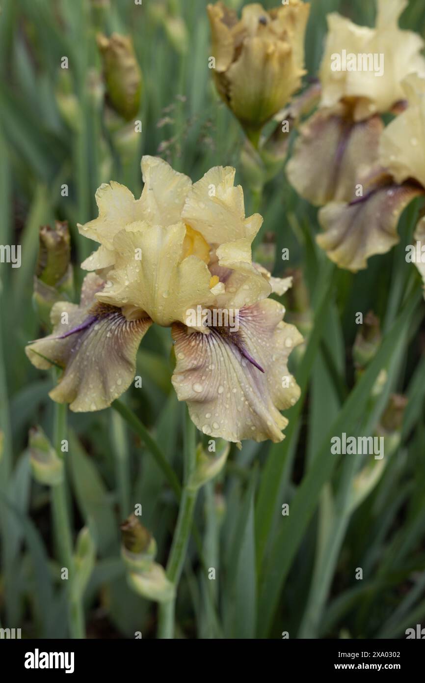 Iris „Thornbird“ blüht. Stockfoto