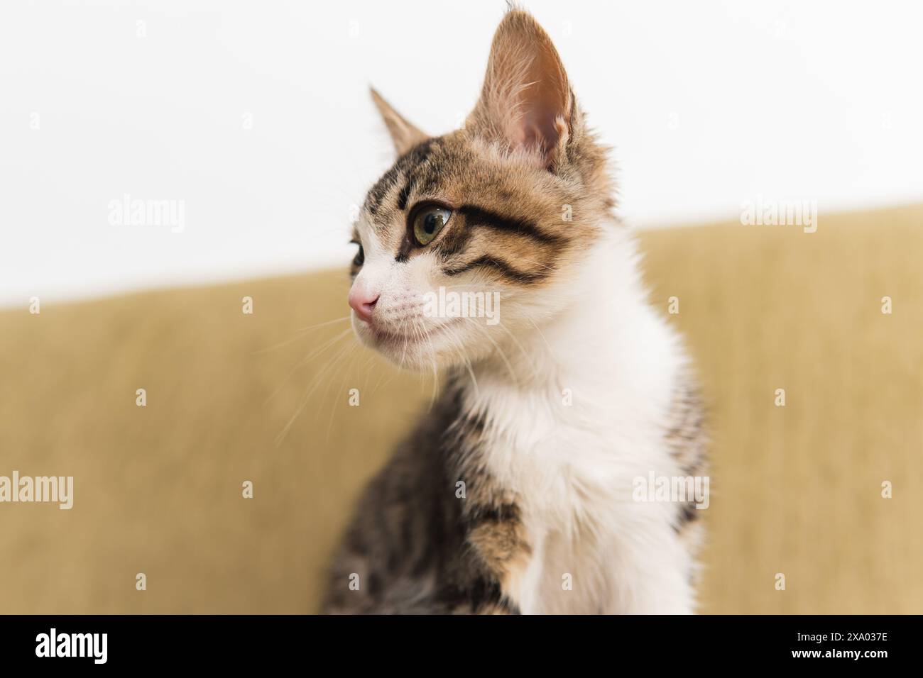 Nahaufnahme einer Tabbykatze in häuslicher Umgebung. Hündchen-Katzenporträt Stockfoto