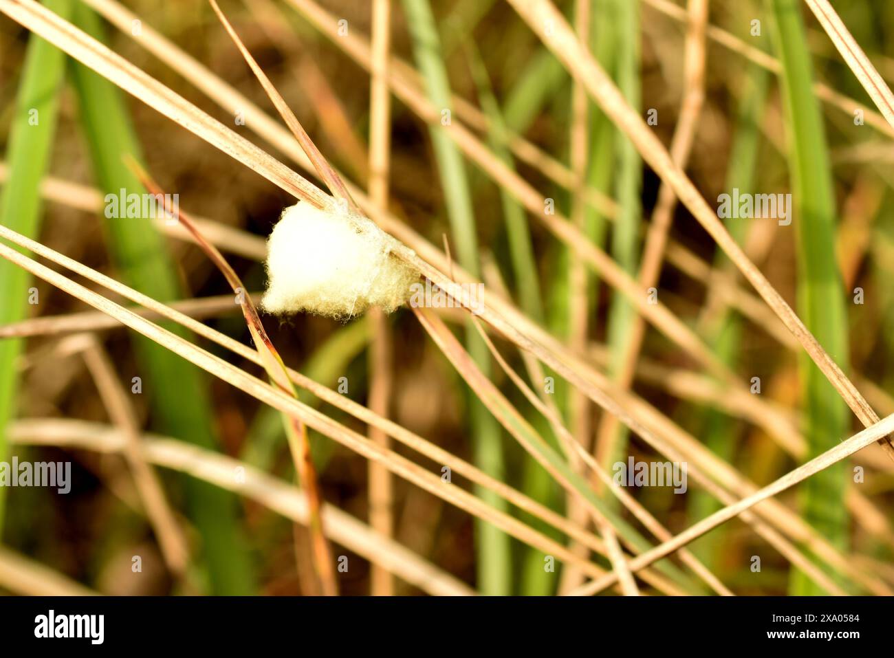 Naturseide roher Seidenraupenkokons. Hochwertige Fotos Stockfoto