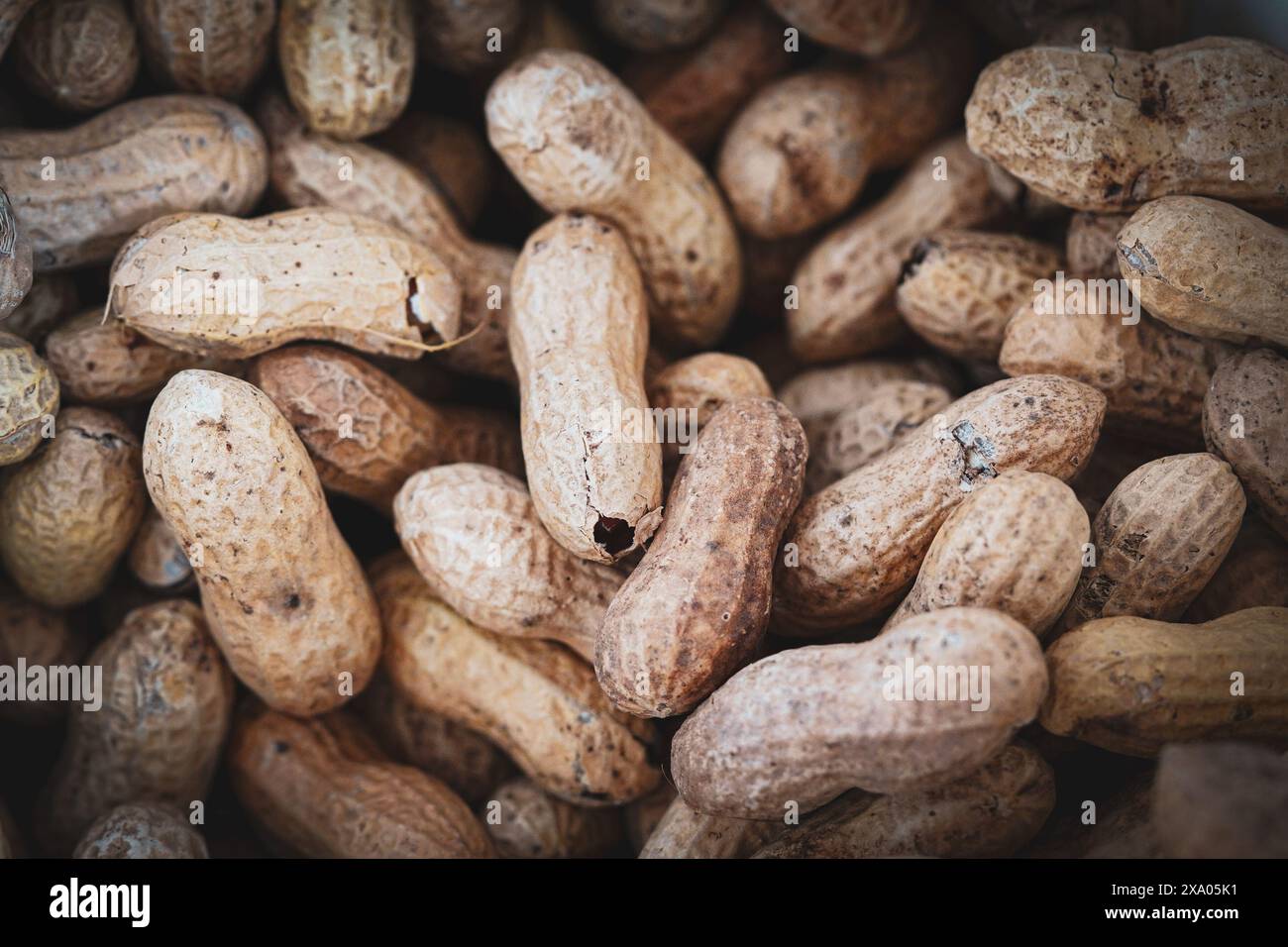 Ein Nahaufnahme-Makro von ein paar Erdnüssen in der Schale. Stockfoto