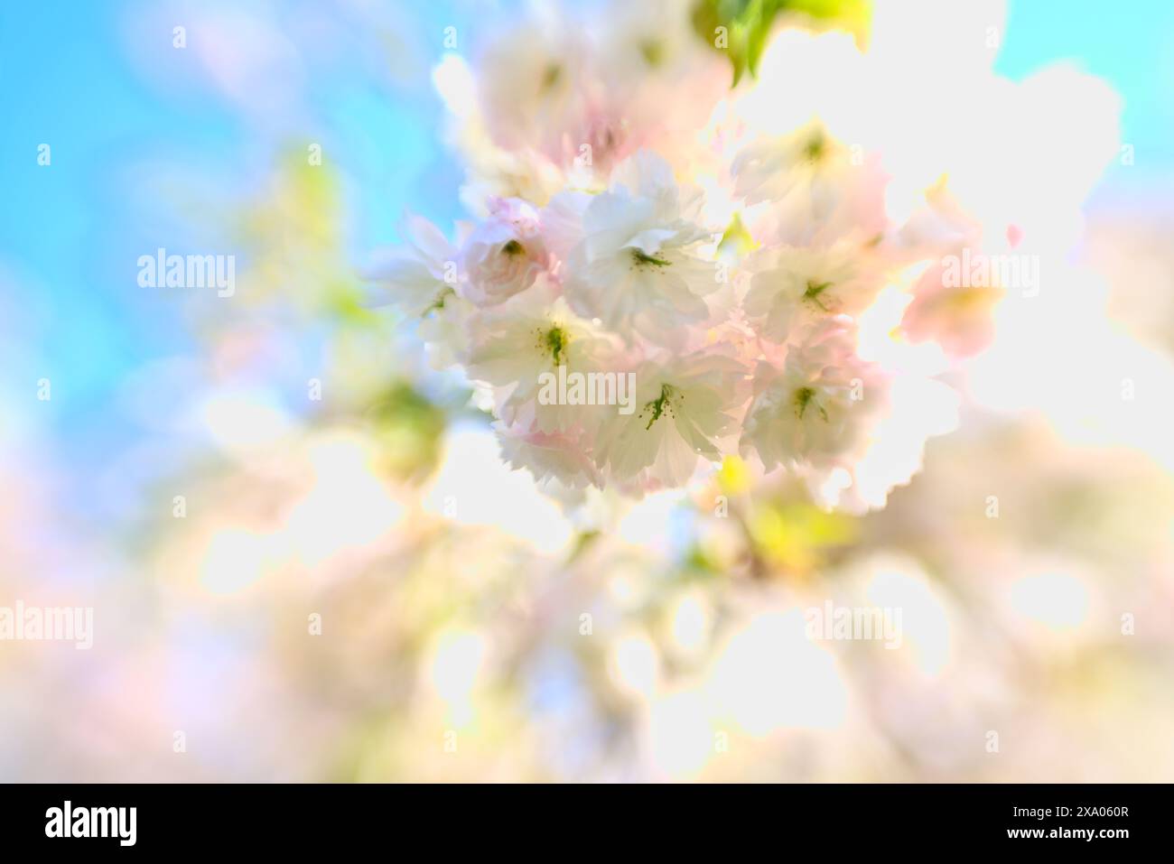 Eine Nahaufnahme von Blumen mit weichem Fokus und einem zarten Unschärfeeffekt für einen süßen Punkt Stockfoto