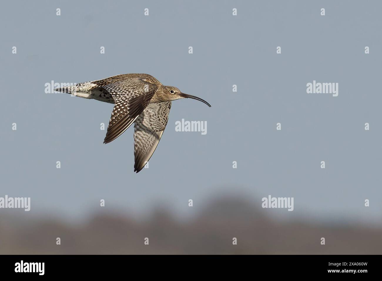 Ein Curlew-Vogel im Flug mit langen Schwanzfedern Stockfoto