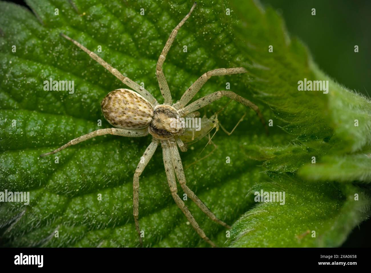 Nahaufnahme einer Spinne auf einem Brennnesselblatt mit einer gefangenen Blattlaus als Beute, Makrofotografie, Biologie, Natur Stockfoto