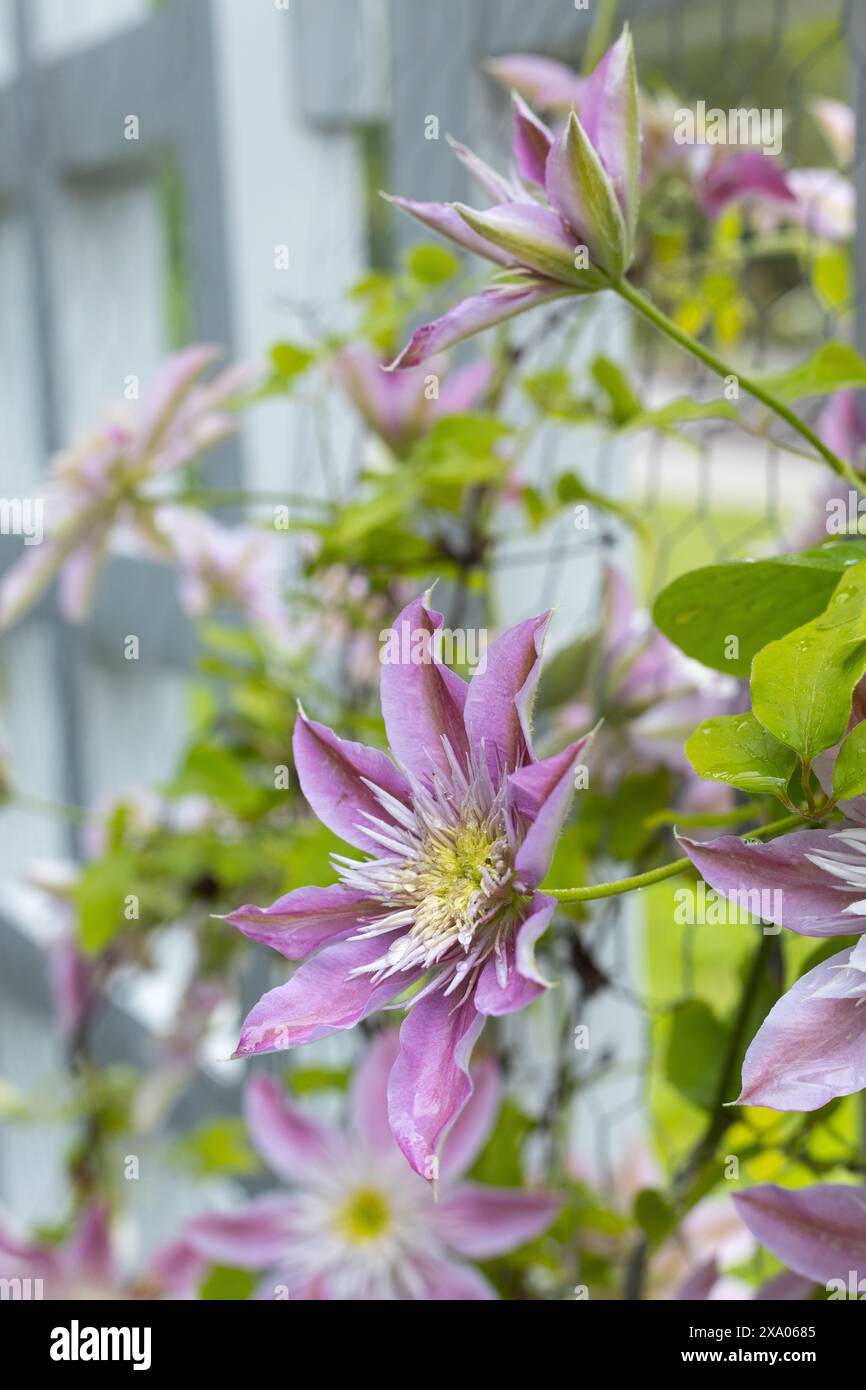 Clematis "Josephine" auf einem Spalier. Stockfoto