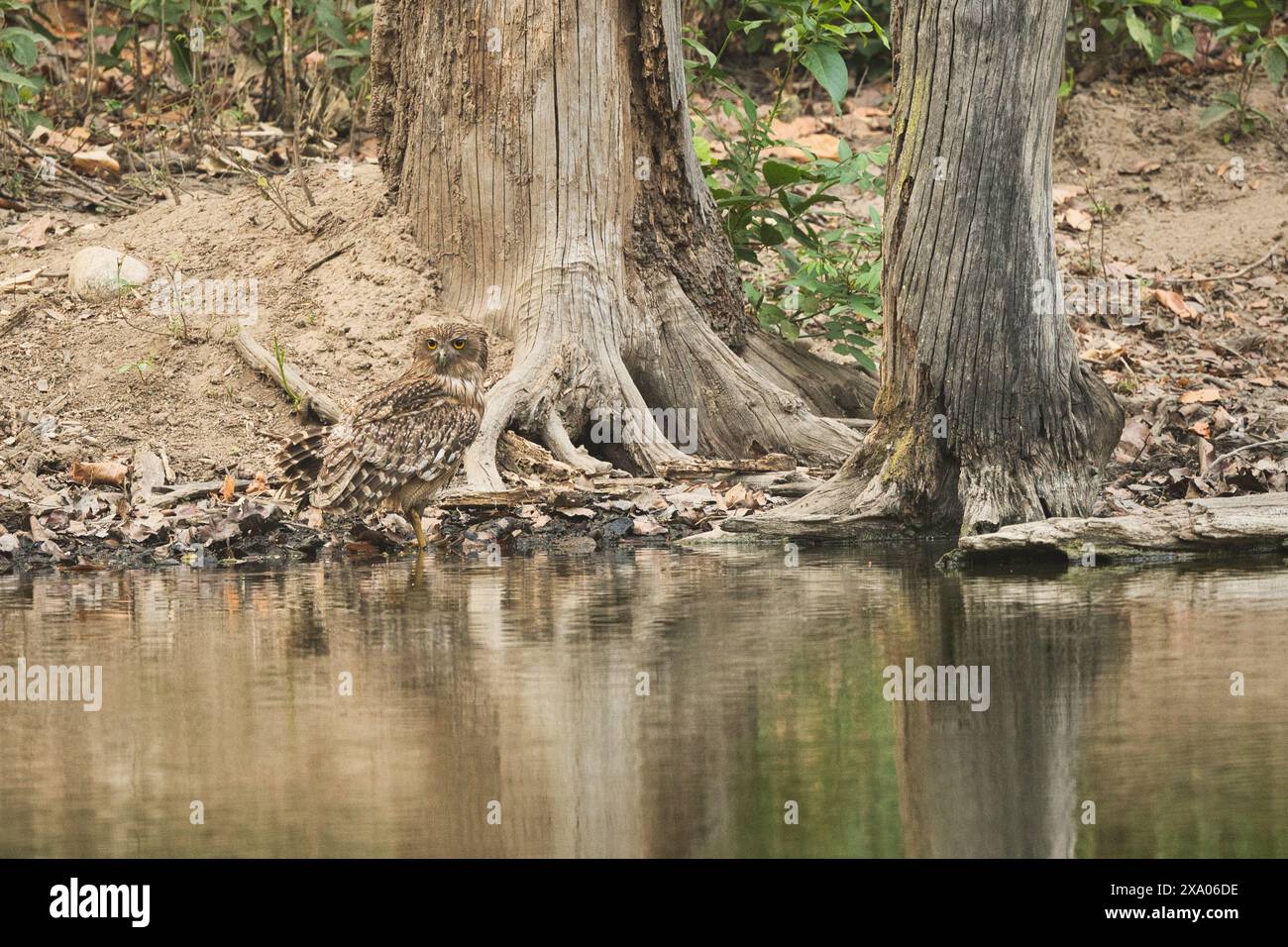 Indische Wildnis Stockfoto