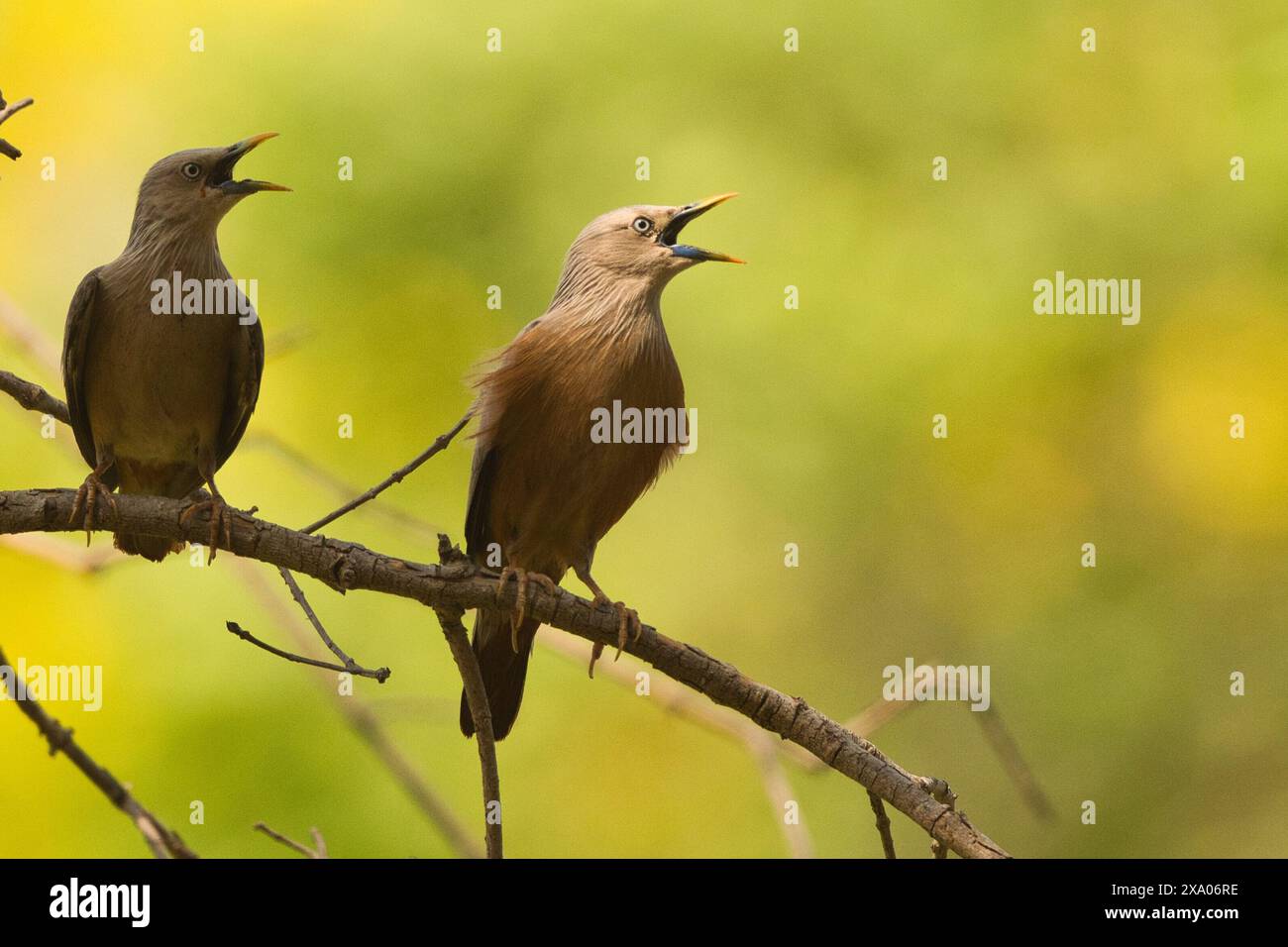 Indische Wildnis Stockfoto