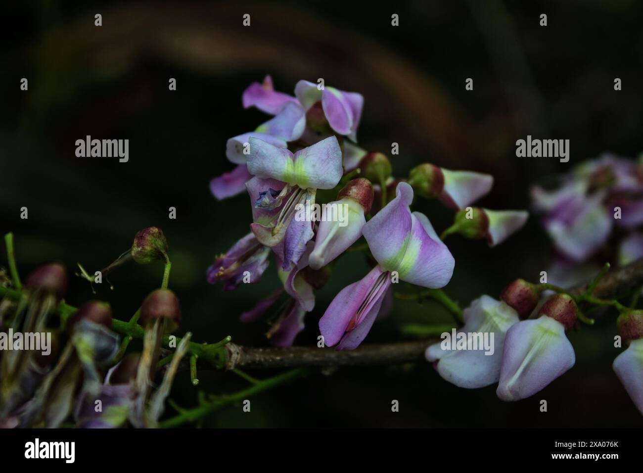 Eine Nahaufnahme von verwelkenden rosa weißen Blumen auf dunklem Hintergrund Stockfoto