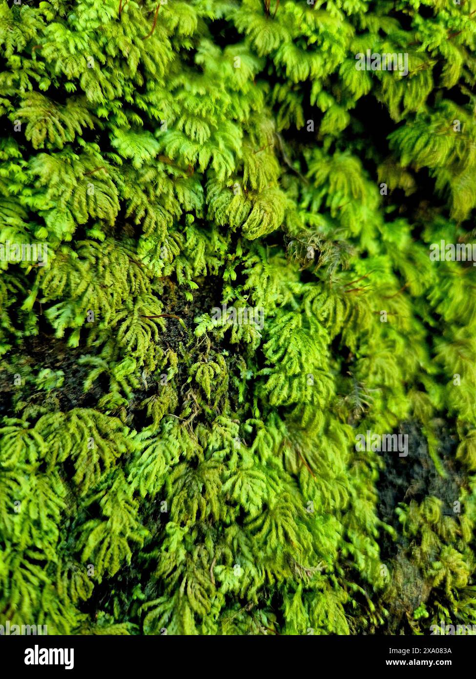 Das grüne Moos auf einem Felsen Stockfoto