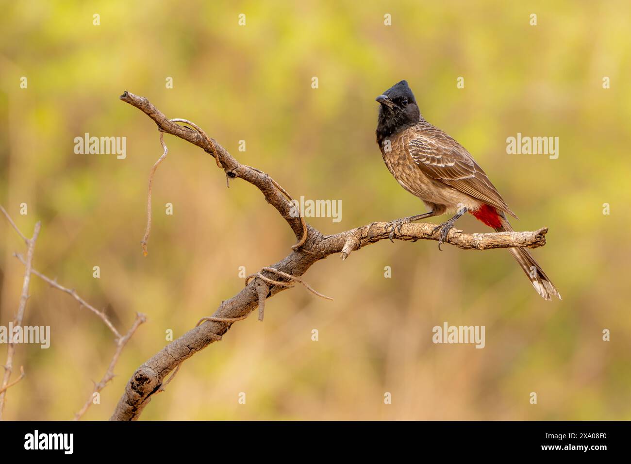 Bulbul in Indien mit roter Belüftung Stockfoto