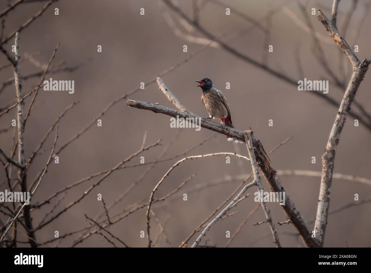 Bulbul in Indien mit roter Belüftung Stockfoto