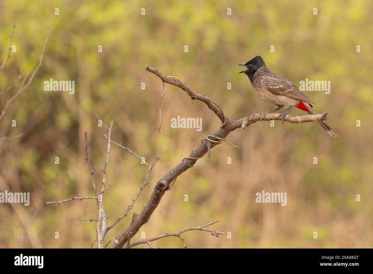 Bulbul in Indien mit roter Belüftung Stockfoto