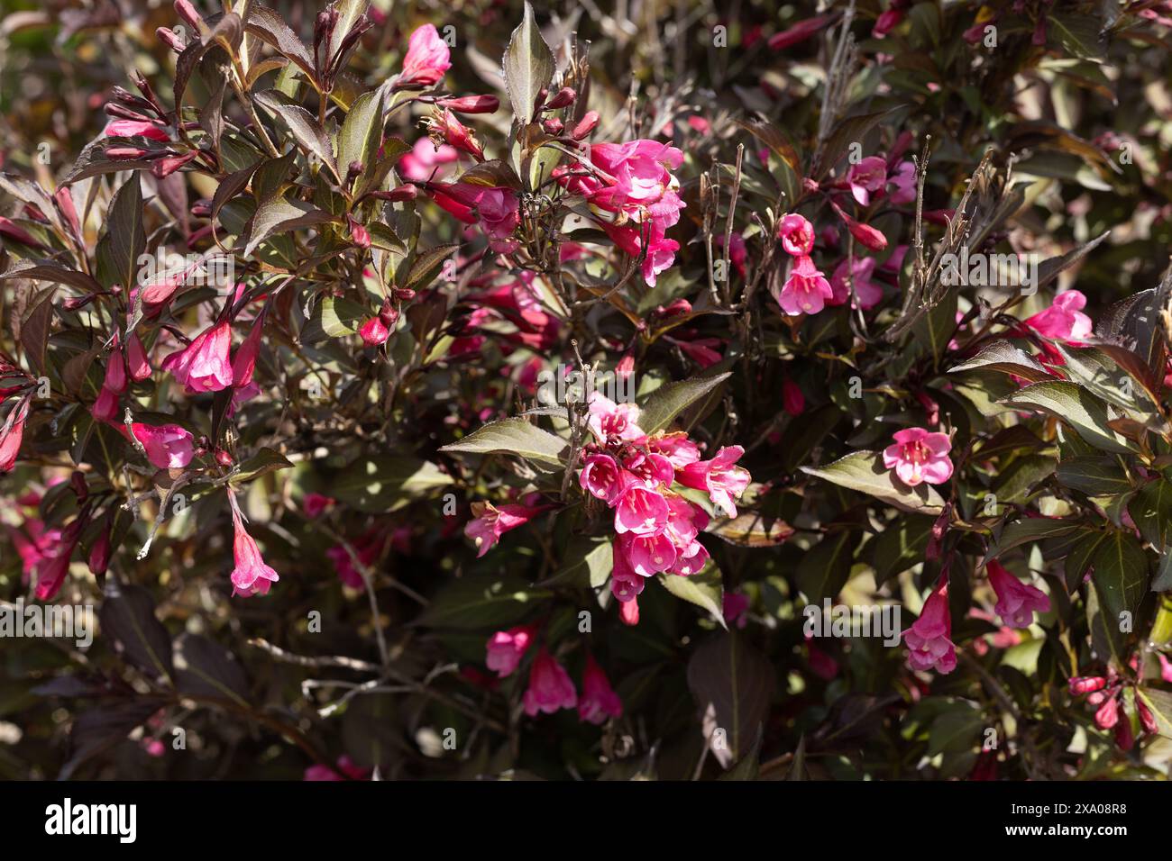 Weigela Florida 'Alexandra' Wein und Rosen weigela. Stockfoto