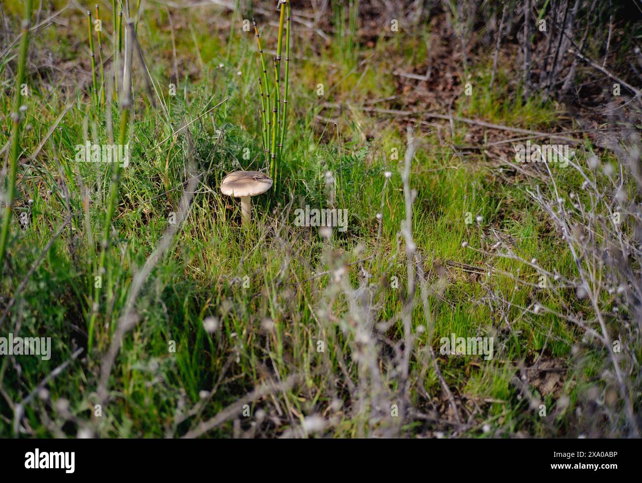Ein einzelner Pilz auf einem grasbewachsenen Feld Stockfoto