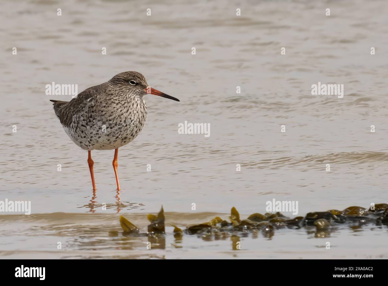 Ein gemeiner Rotschenkel-Vogel, der in seichten Gewässern in der Nähe des Ufers watscht Stockfoto