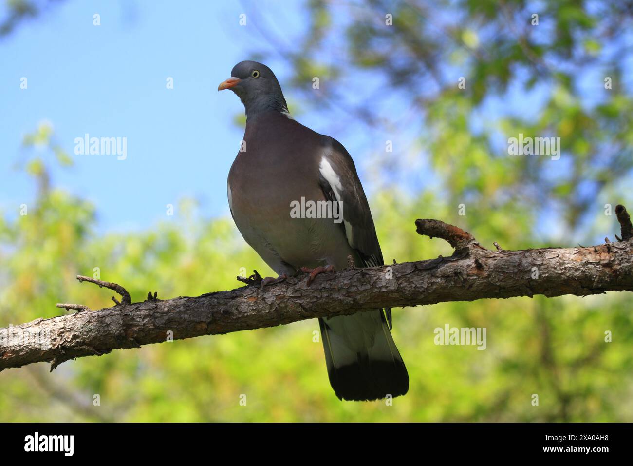 Eine Taube auf einem Zweig blickt auf einen anderen Vogel, Prag Stockfoto